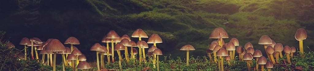 wald_moos_wildpilzat Wald_moos_mystisch
